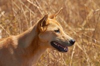 Dingo wildlife, Kakadu NP, Northern Territory, Australia Fine Art Print