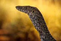 Perentie, Uluru-Kata Tjuta National Park, Australia Fine Art Print