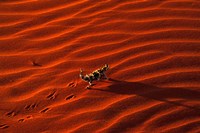 Thorny Devil, Central Desert, Australia Fine Art Print