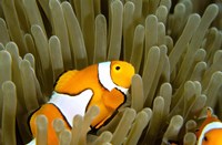 Australia, Great Barrier Reef, Clown fish Fine Art Print