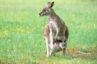Australia, Kangaroo Island, Western Gray Kangaroos Fine Art Print