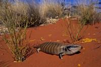 Blue-tongued Skink lizard, Ayers Rock, Australia Fine Art Print