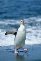 Royal Penguin, Macquarie, Austalian sub-Antarctic Fine Art Print
