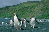 Royal Penguin, Macquarie, Austalian sub-Antarctic by Kevin Schafer - various sizes