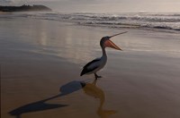 Australian pelican bird on the beach, Stradbroke Island, Australia Fine Art Print