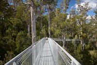 AirWalk, Paths, Tahune Forest, Tasmania, Australia Fine Art Print