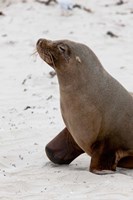 Australian Sea Lion, Kangaroo Island, Australia Fine Art Print