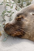 Australian Sea Lion, Seal Bay Conservation Park,  South Australia Fine Art Print