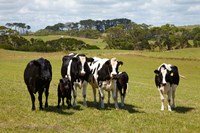 Cows, Farmland, Marrawah, Tasmania, Australia Fine Art Print