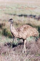 Emu wildlife, Australia by Martin Zwick - various sizes