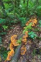 Eucalyptus forest with epiphytes, Great Otway National Park, Victoria, Australia Fine Art Print