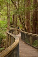 Footpath Through Forest to Newdegate Cave, Tasmania, Australia Fine Art Print