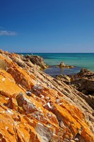 Orange Lichen, Green Point, Ann Bay, Australia Fine Art Print
