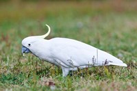 Sulfur-crested Cockatoo bird, Australia Fine Art Print