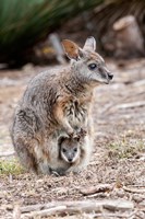 Tammar wallaby wildlife, Australia Fine Art Print