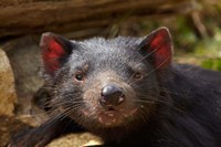 Tasmanian Devil wildlife, Southern Tasmania, Australia Fine Art Print