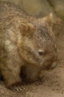 Common Wombat, Marsupial, Australia Fine Art Print