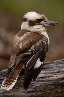 Laughing kookaburra bird, Stradbroke Island, Australia Fine Art Print