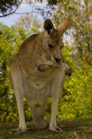 Preening Eastern Grey Kangaroo, Queensland AUSTRALIA by Pete Oxford - various sizes