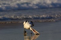 Australian pelican bird, Stradbroke Island, Australia Fine Art Print