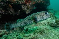 Black-spotted Porcupinefish, North Stradbroke, Australia Fine Art Print