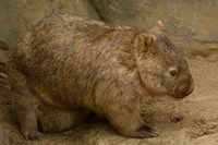 Common Wombat, baby in pouch, captive, Australia Fine Art Print