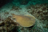 Electric Ray, Stradbroke Island, Queensland, Australia Fine Art Print