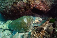 Loggerhead Turtle, Stradbroke Queensland, Australia Fine Art Print
