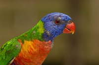 Rainbow Lorikeet bird, Queensland AUSTRALIA by Pete Oxford - various sizes