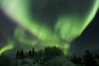 Aurora Borealis Takes Flight Fine Art Print