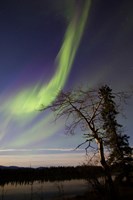 Aurora Borealis over the Yukon River, Whitehorse, Canada Fine Art Print