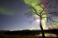 Aurora Borealis with Tree and Pleiades, Yukon, Canada Fine Art Print