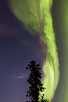 Aurora Borealis with Tree and Shooting Star, Yukon, Canada Fine Art Print
