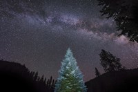 Pine Tree Glows Under the Arch of the Milky Way Fine Art Print