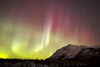 Red Aurora Borealis over Carcross Desert, Canada Fine Art Print