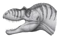 Headshot of an Albertosaurus Sarcophagus Fine Art Print