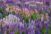 Lupine flowers in Fiordland National Park, South Island, New Zealand Fine Art Print