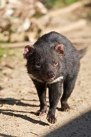 Australia, Tasmanian Devil wildlife by Rebecca Jackrel - various sizes