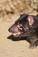 Head of Tasmanian Devil Fine Art Print