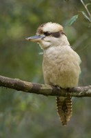 Kookaburra Bird, Tasmania, Australia Fine Art Print