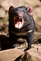 Angry Tasmanian Devil by Rebecca Jackrel - various sizes