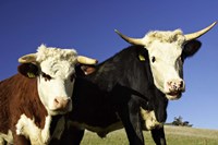 Dairy Cows, New Zealand Fine Art Print