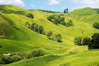 Farmland near Gisborne, New Zealand Fine Art Print