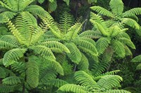 Ferns, AH Reed Memorial Kauri Park, Whangarei, Northland Fine Art Print