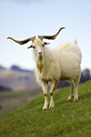 Goat, Taieri, near Dunedin, South Island, New Zealand by David Wall - various sizes