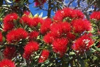 Pohutukawa Flowers Fine Art Print