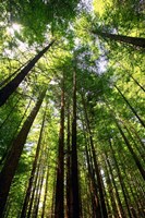 Redwood Forest, Rotorua, New Zealand by David Wall - various sizes