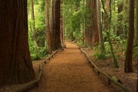 Path through Redwood Forest, Rotorua, New Zealand Fine Art Print