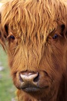 Scottish Cow, Deer Park Heights, Queenstown, South island, New Zealand Fine Art Print