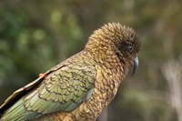 Kea, New Zealand Alpine Parrot, South Island, New Zealand Fine Art Print